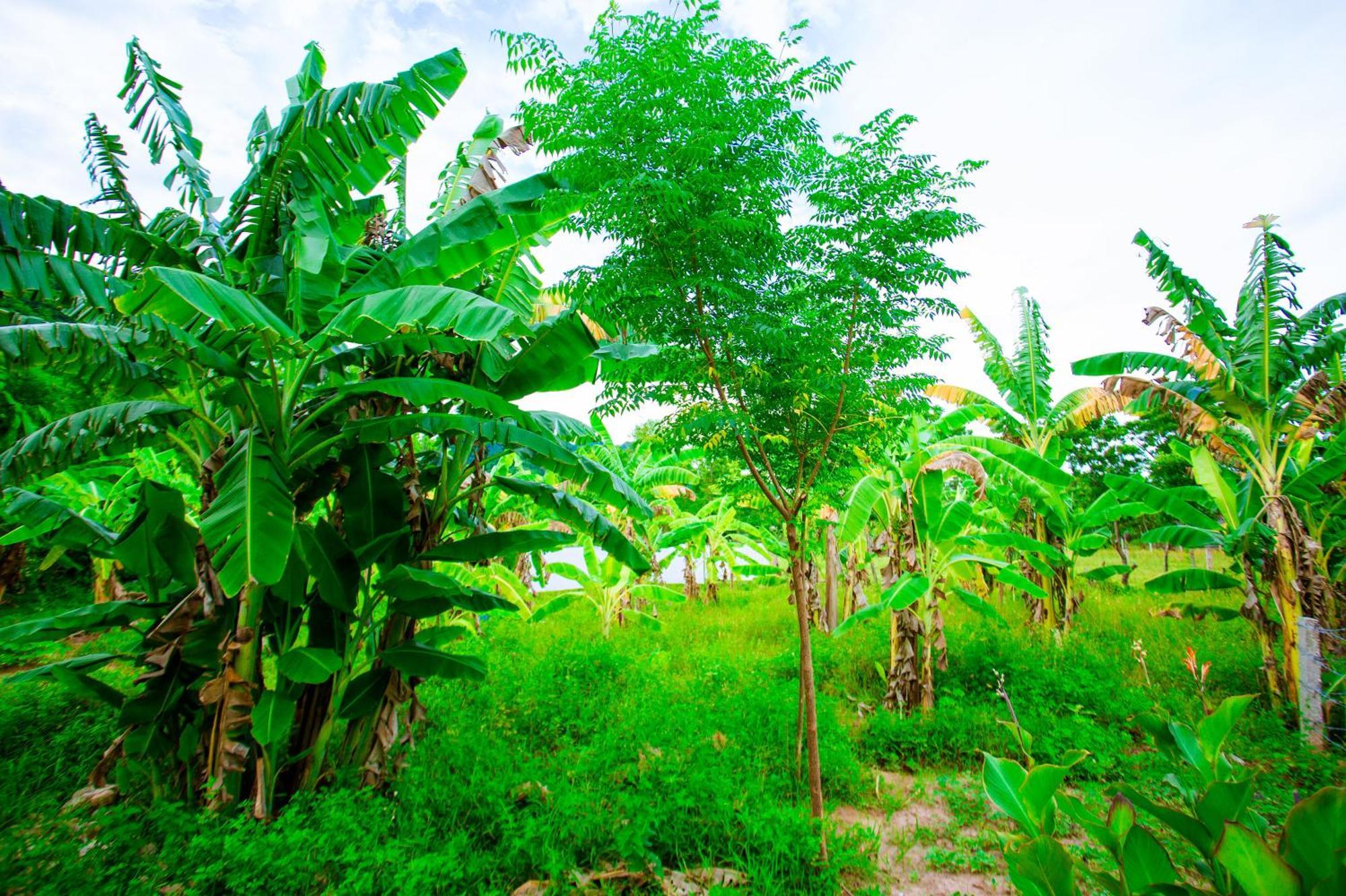 Phong Nha A Little Leaf Homestay 외부 사진