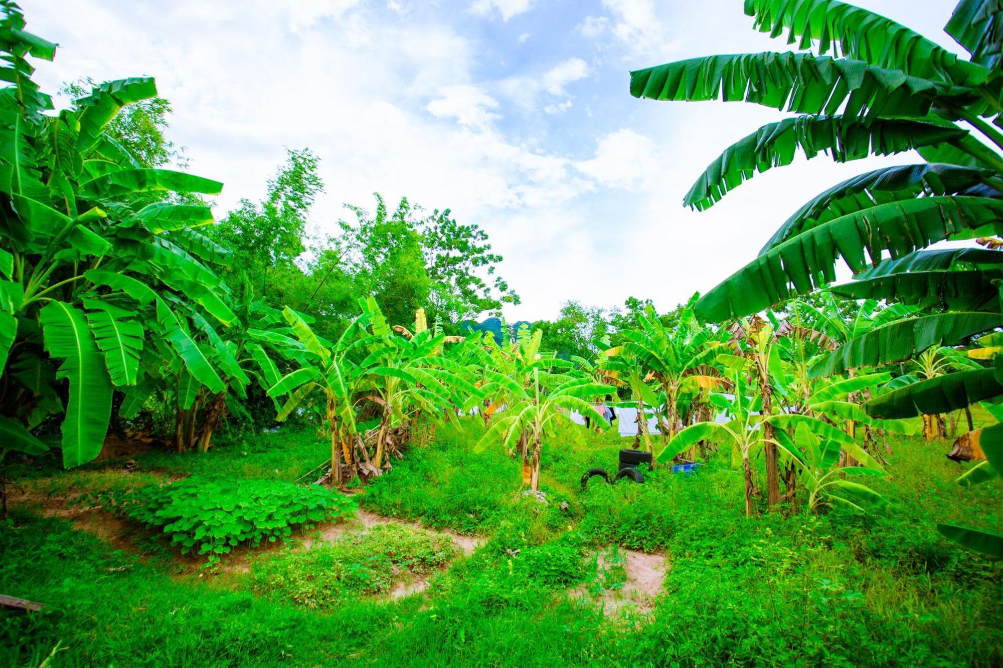 Phong Nha A Little Leaf Homestay 외부 사진
